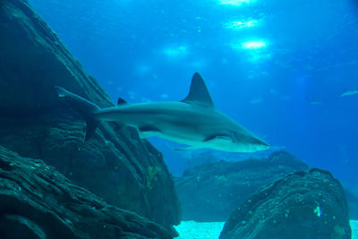 Fish swimming in sea