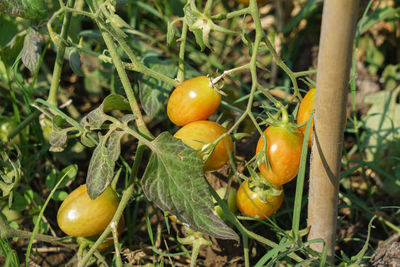 Close-up of orange on tree