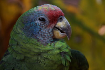 Close-up of parrot