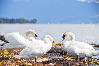 Swans on the lake shore