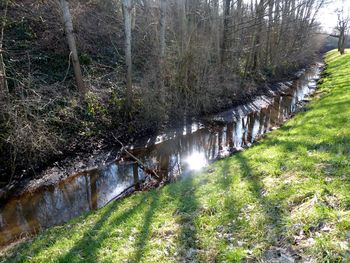 Plants growing by river in forest