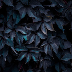 Full frame shot of plants