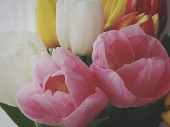 Close-up of pink tulip