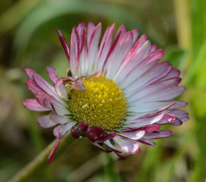 Close-up of pink flower