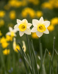 Close-up of yellow flowering plant on field