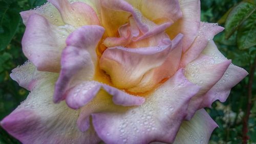 Close-up of pink flowers