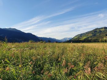 Scenic view of field against sky