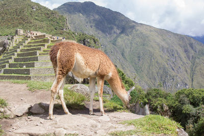 Machupicchu seven wonder of the world at peru