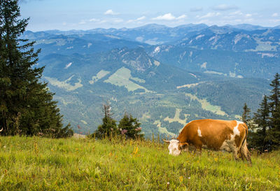 View of a horse on field