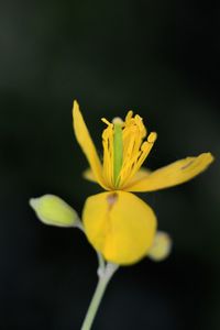 Close-up of yellow flower against black background