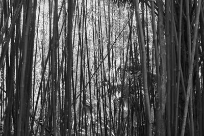 Full frame shot of bamboo trees in forest