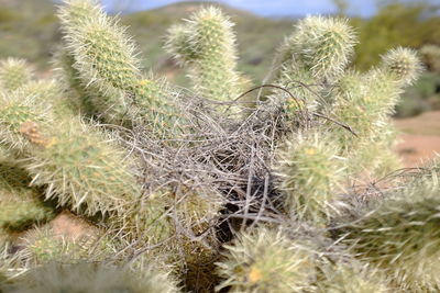 Close-up of cactus