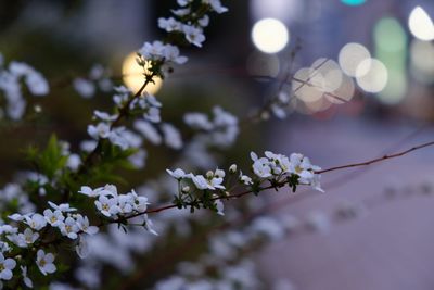 Close-up of white flowers on tree