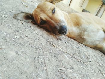 Portrait of dog relaxing outdoors