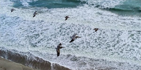 High angle view of pelicans flying over sea