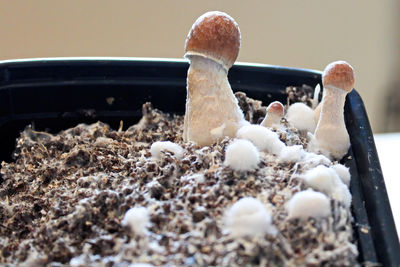 Close-up of white eggs in container