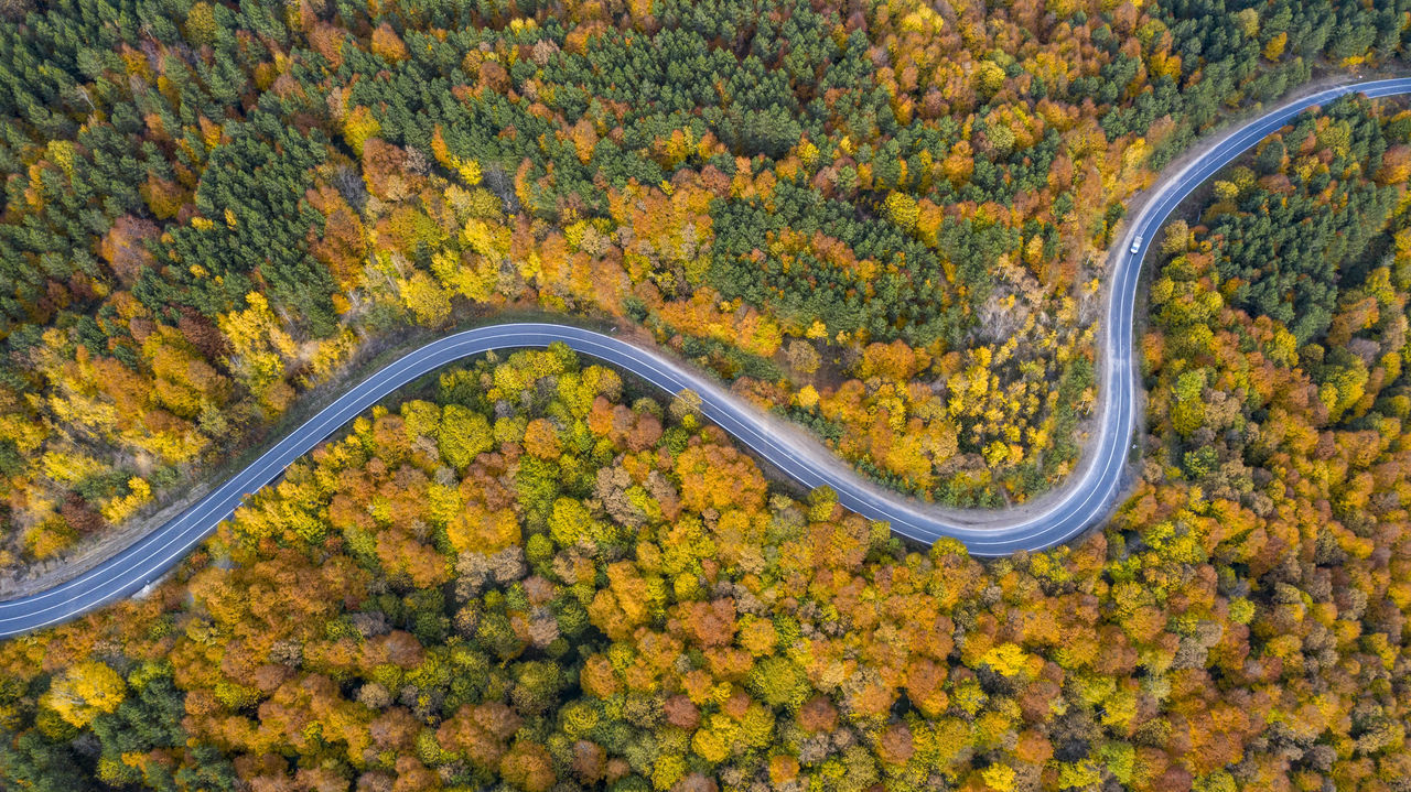 ROAD AMIDST TREES IN FOREST