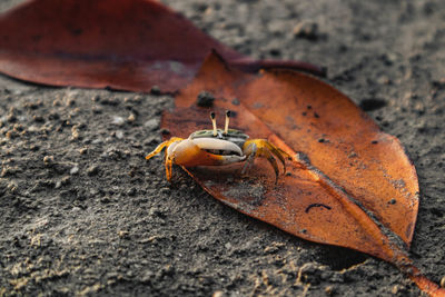 Orange crab looking at camera from the sand 