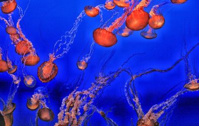 Close-up of jellyfish in sea