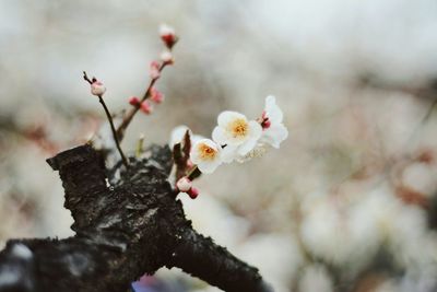 Close-up of white flowers blooming outdoors
