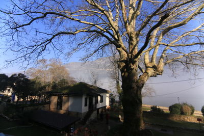 tree