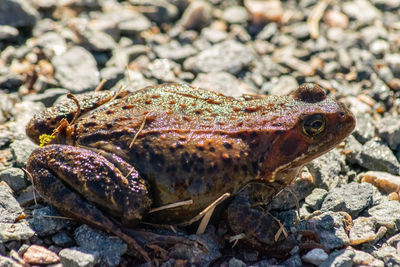 Close-up of lizard on rock