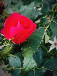 Close-up of red rose