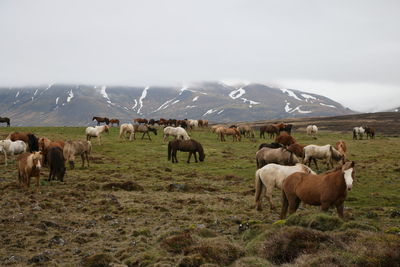 Horses in a field