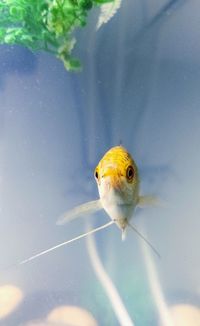 Close-up of fish swimming in water, staring with empathy