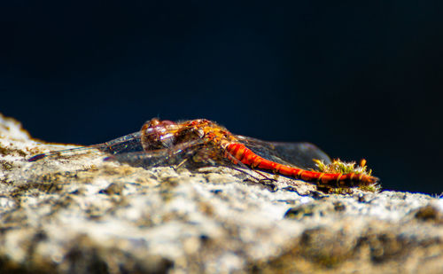 Close-up of insect on rock