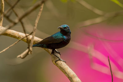 Close-up of bird perching on branch