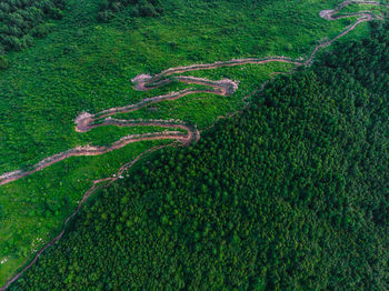 High angle view of corn field