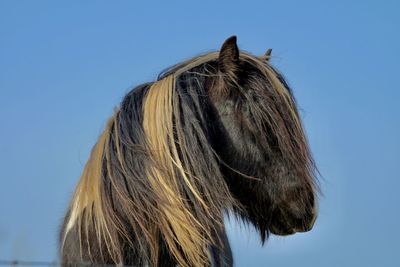 Close-up of a horse against clear sky