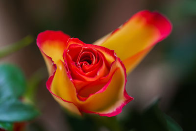 Close-up of red rose