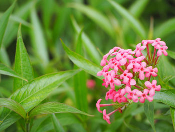 Close-up of pink flowers blooming outdoors