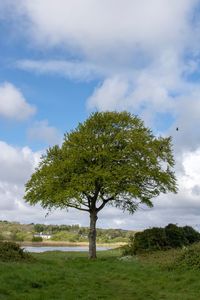 Tree on field against sky