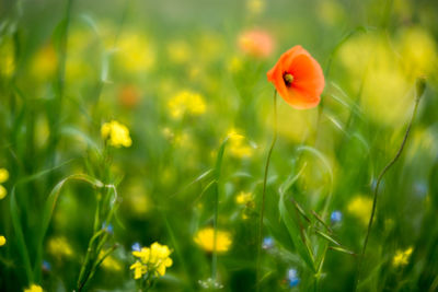 Close-up of yellow poppy blooming on field