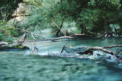 Scenic view of river in forest