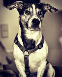 Close-up portrait of dog