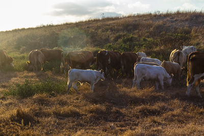 Cows grazing in the field