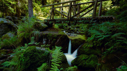 View of waterfall in forest