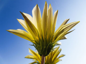 Close-up of yellow flower against blue sky