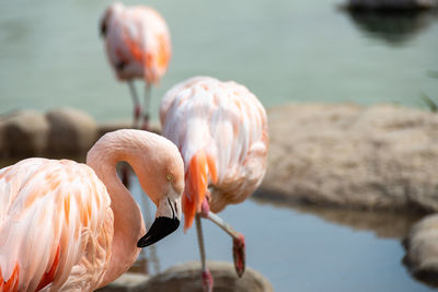 Close-up of a bird