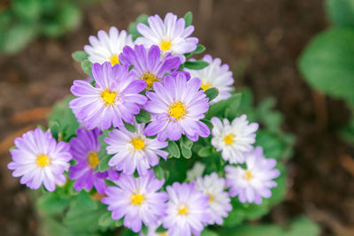 Close-up of purple flowering plants