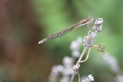 Close-up of winterdamsel on plant