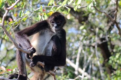 Low angle view of monkey on tree in forest