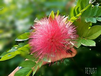 Close-up of pink flower