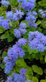 Close-up of purple flowers