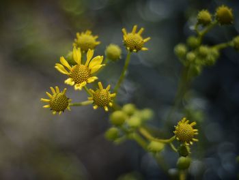 Close-up of yellow flowers blooming outdoors