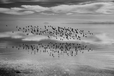 Birds flying over sea against sky